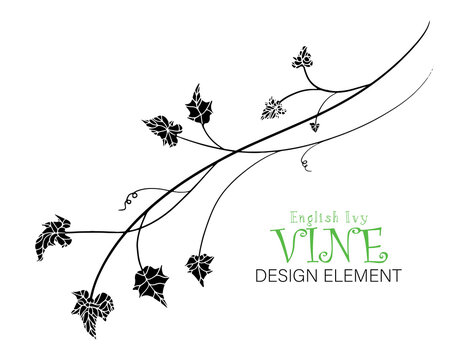 ivy vine vector; leaves design element in elegant fancy branches silhouette, decorative English ivy vines for use in border designs or wedding invites or other designs. Can change colors.