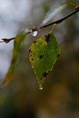 A withered autumn leaf with a drop at the tip