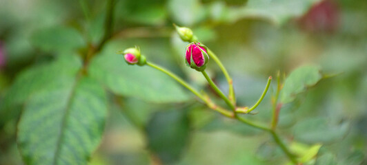red rose tassel in green garden background