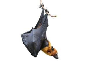 Hanging bat isolated on white background