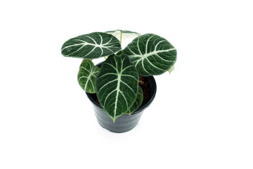 green house plant isolated on white background