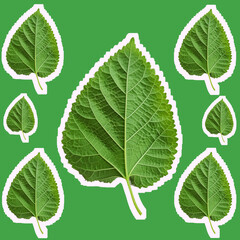 A set of mulberry green leaves