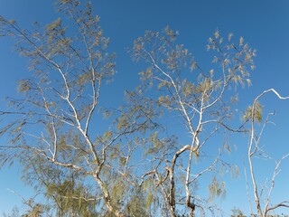 Highlighted delicate tree branches against bright blue clear sky