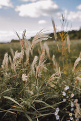 reed - grass family, autumn naturalistic landscape, dry grass. vertical, selective focus