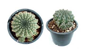 Cactus Succulent Plant isolated on white background