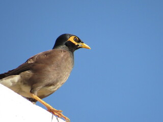 A beautiful bird standing on top floor