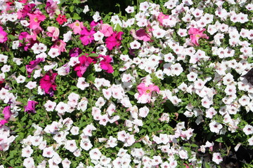 Flowers In Bloom, William Hawrelak Park, Edmonton, Alberta