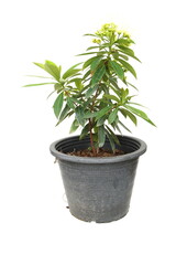 Xanthostemon Chrysanthus isolated on white background