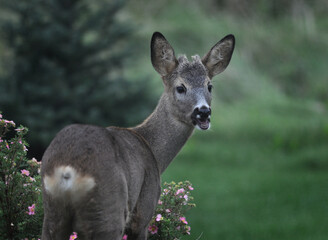 A smiling young roe deer  (Capreolus capreolus) making a funny, happy looking face by a pink flowering shrubby cinquefoil (dasiphora fruticosa). 