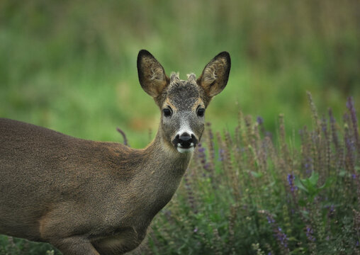 A young roe deer (Capreolus capreolus) by a patch of woodland sage (Salvia nemorosa)