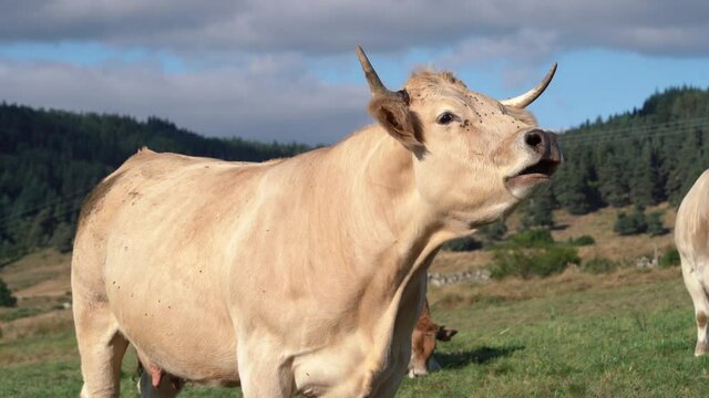 Aubrac Cattle Calling At The Field With Flies On Its Face On A Sunny Day. close up
