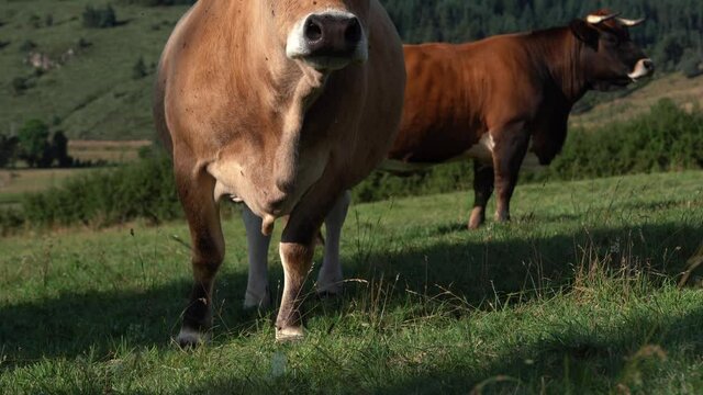 Limousin Cows Standing On The Grassland In Langogne, Lozere, France At Summer. static