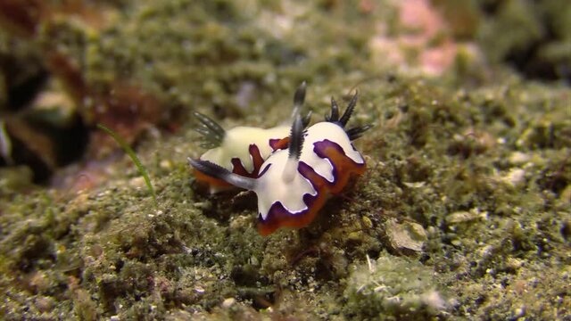 two nudibranch chomodoris fidelis in mating position, side by side in opposite direction, medium close shot