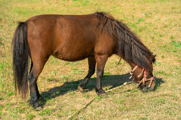 A pony tied with a rope grazes in a meadow in autumn