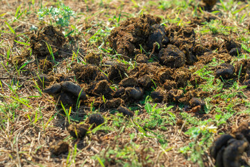 Naklejka na ściany i meble A pile of horse manure on the grass close-up