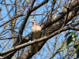 Fototapeta premium A laughing dove isolated in a tree