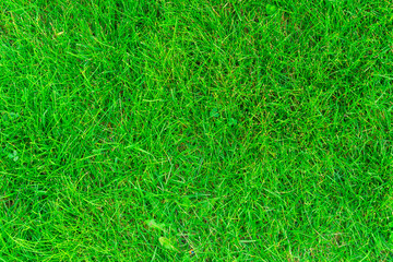 Lush Green grass on the golf course, top view