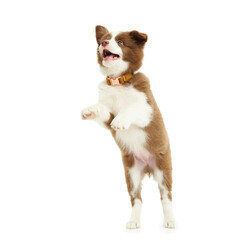 Brown white puppy border collie over white background.