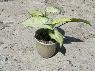 Small Syngonium plant in a pot with concrete background