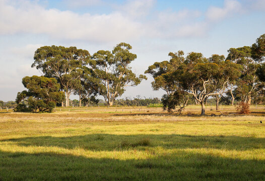 morning scene in rural australian landscape