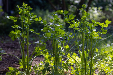three celery in a small home garden
