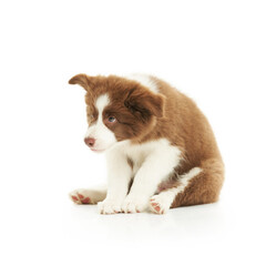 Brown white puppy border collie over white background.