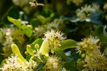 Aufgeblühte Lindenblüten im Sommer