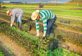 Latino worker peeling and collects mustard on the field in a box