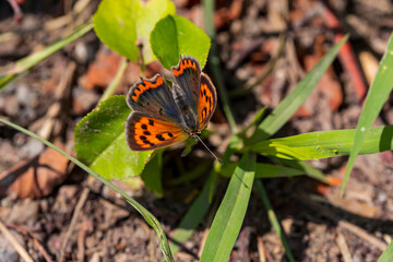 Ein Admiral sitzt auf einem Blatt