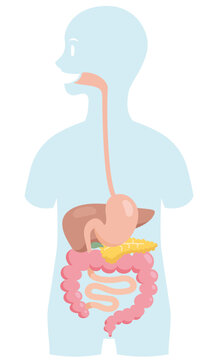 Cartoon style human anatomy. Digestive organs in body silhouette on white background. Stomach, intestines, pancreas, liver. Pale colored vector illustration.