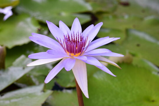 Close-up photo of a purple water lily in a pond, Nymphaea violacea