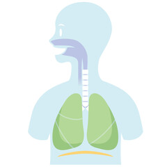 Cartoon style human anatomy. Respiratory organs in body silhouette on white background. Lungs, trachea, bronchi, diaphragm. Pale colored vector illustration.