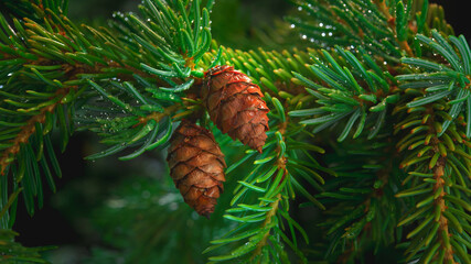 pine cones on a branch