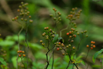 wild rose fruit