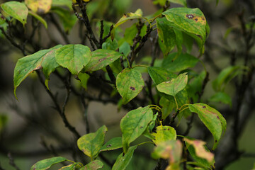 green leaves on a branch