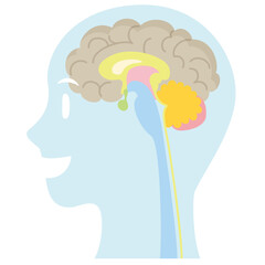 Cartoon style human anatomy. Brain organs in head silhouette on white background. Brain, cerebrum, cerebellum, brainstem, thalamus. Pale colored vector illustration.