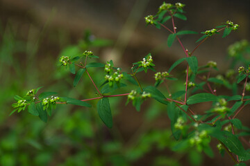 wild grass in the field