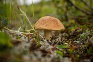 An edible mushroom in its natural environment. A mushroom in the forest surrounded by forest plants. Close-up.