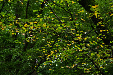 autumn leaves in the forest