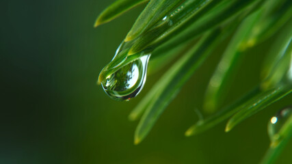 Obraz premium water drops on green leaf