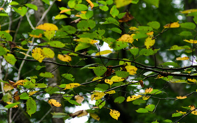 yellow leaves on the tree