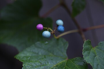 Wild grape vine. Vitaceae vine deciduous shrub.