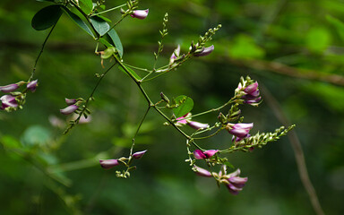 flowers in the forest