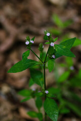 wild grass flower