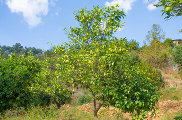 Fototapeta na wymiar Lemon tree in the garden with yellow fruits in summer