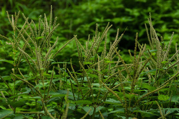 green grass in the wind