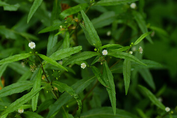 wild grass in the meadow