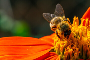 Insekten, Holzbienen auf Blumen im Garten