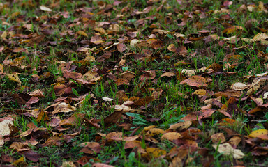 autumn leaves in the grass