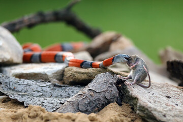 Grey-banded kingsnake (Lampropeltis alterna), sometimes referred to as the alterna or the Davis Mountain king snake with caught prey among rocks . Orange-grey striped snake. Attack of a colored snake.
